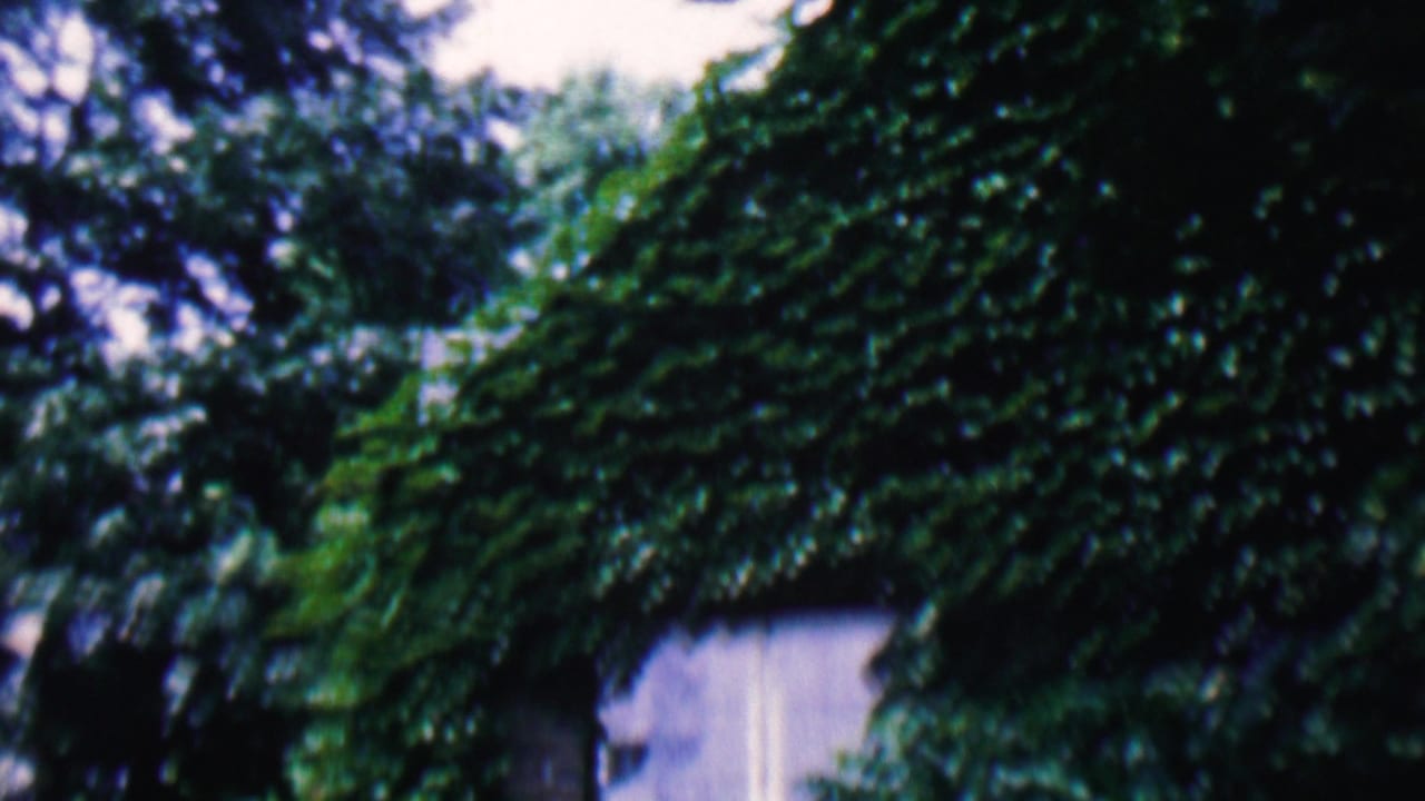 Leafy trees and a pale house wall behind dense greenery.