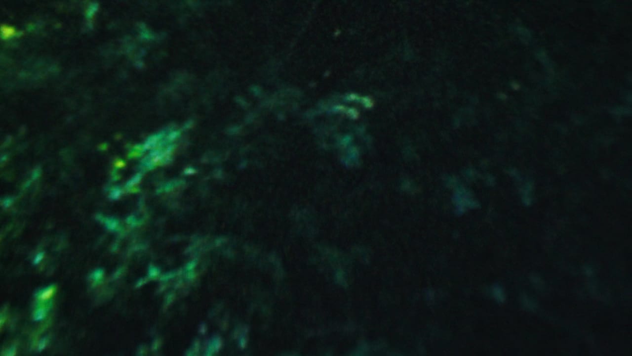 Dark foliage in a dimly lit Hatfield, Pennsylvania backyard from 1956 8mm home-movie footage, with strong green-blue color shift and soft focus.
