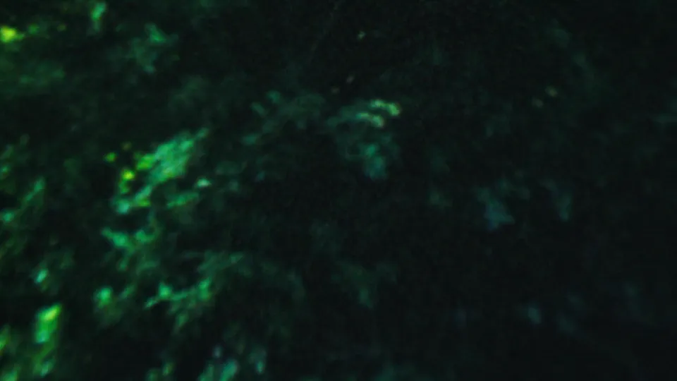 Dark foliage in a dimly lit Hatfield, Pennsylvania backyard from 1956 8mm home-movie footage, with strong green-blue color shift and soft focus.