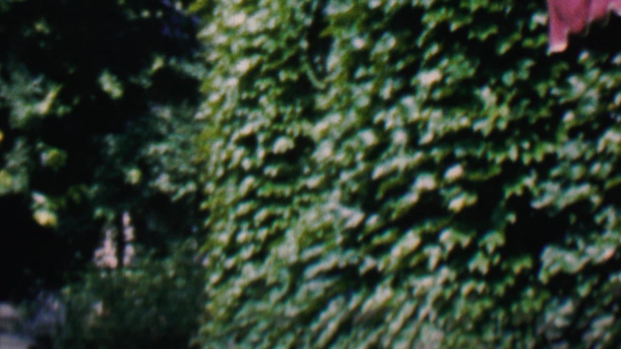 1956 Hatfield, Pennsylvania home-movie frame showing dense ivy, leafy tree cover, and a partial red fabric awning at the edge of a residential exterior.