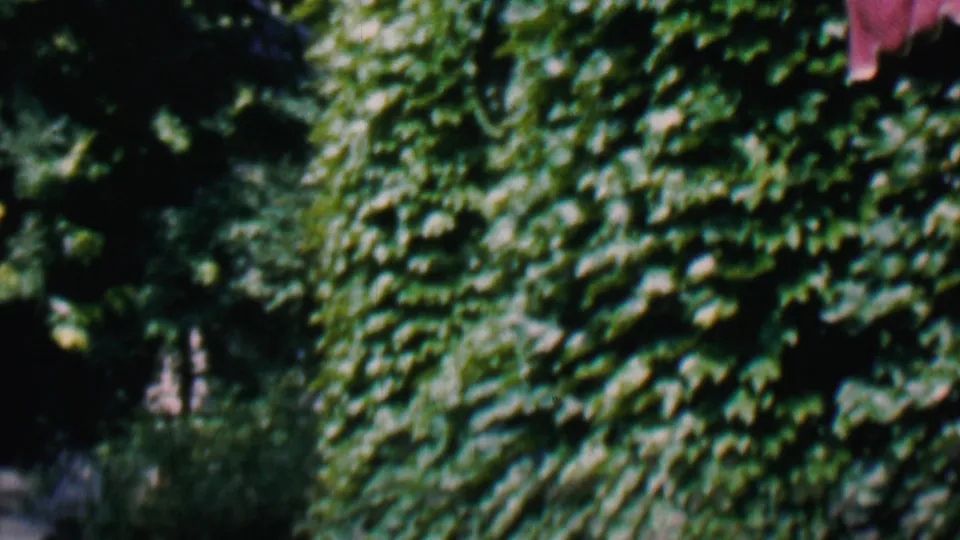 1956 Hatfield, Pennsylvania home-movie frame showing dense ivy, leafy tree cover, and a partial red fabric awning at the edge of a residential exterior.
