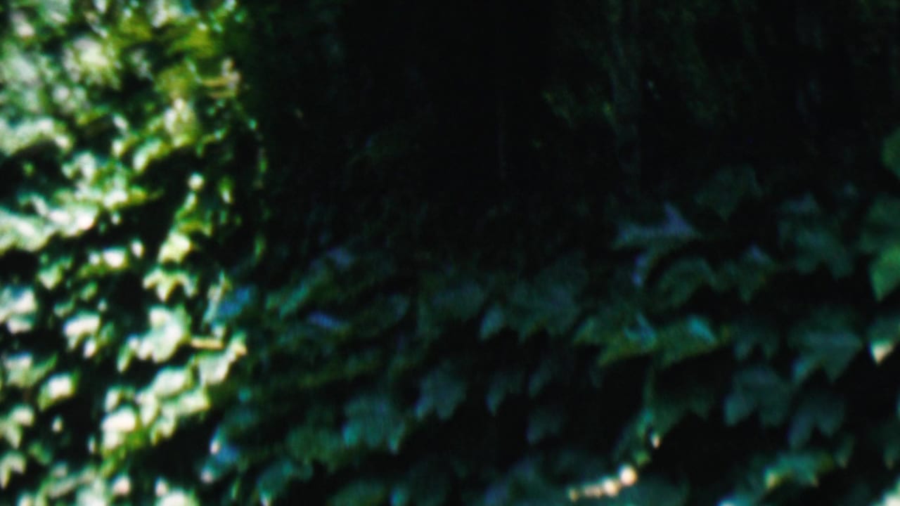 Dense green foliage fills the backyard frame.