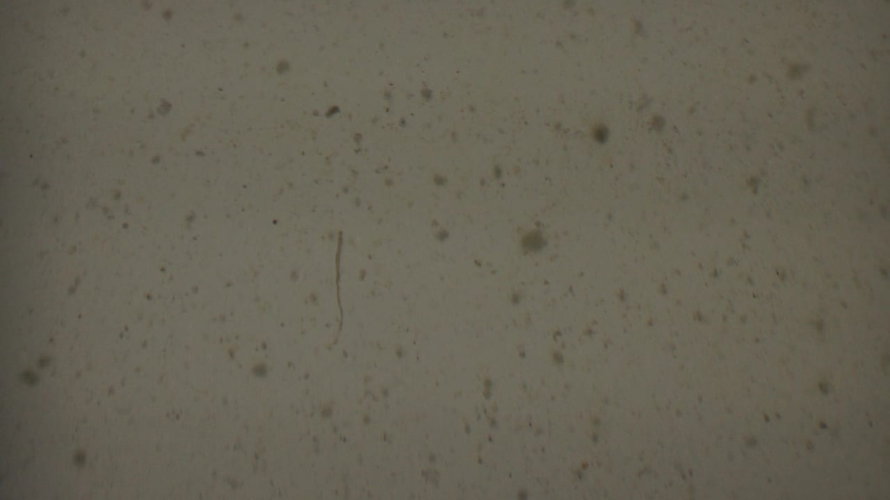 Close view of a pale 8mm film surface from the 1955 Solvang reel, showing dust, dark specks, soft focus, and faint age marks.
