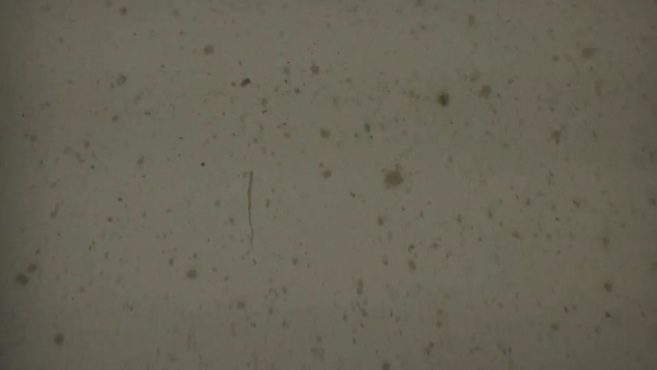 Close view of a pale 8mm film surface from the 1955 Solvang reel, showing dust, dark specks, soft focus, and faint age marks.
