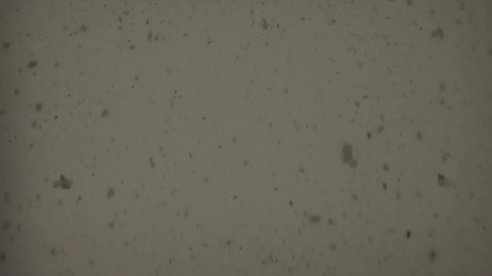 Soft close-up of the 1955 Solvang 8mm film surface with visible grain, dust, small dark spots, and mild color shift.