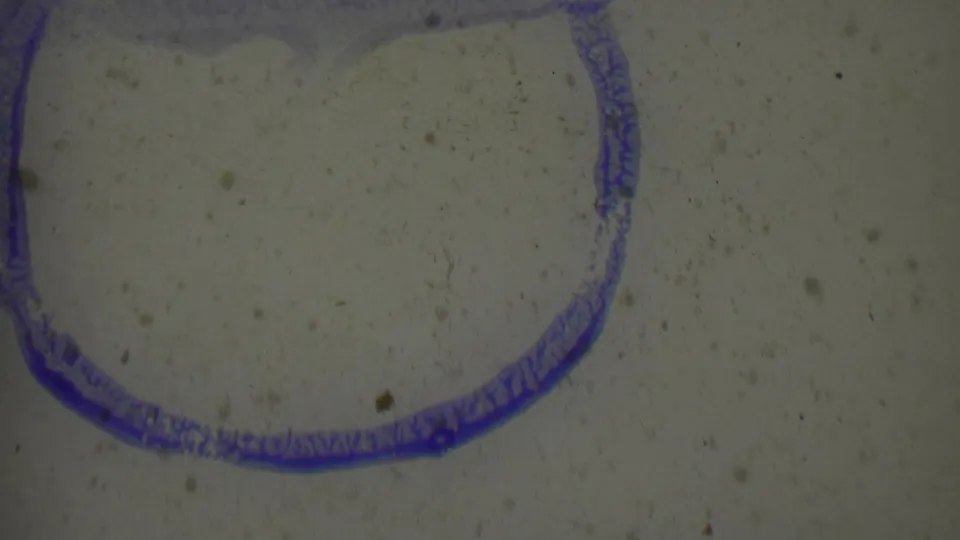 A partial blue curved mark appears along the lower-left area of a dusty 8mm frame from the 1955 Solvang reel.