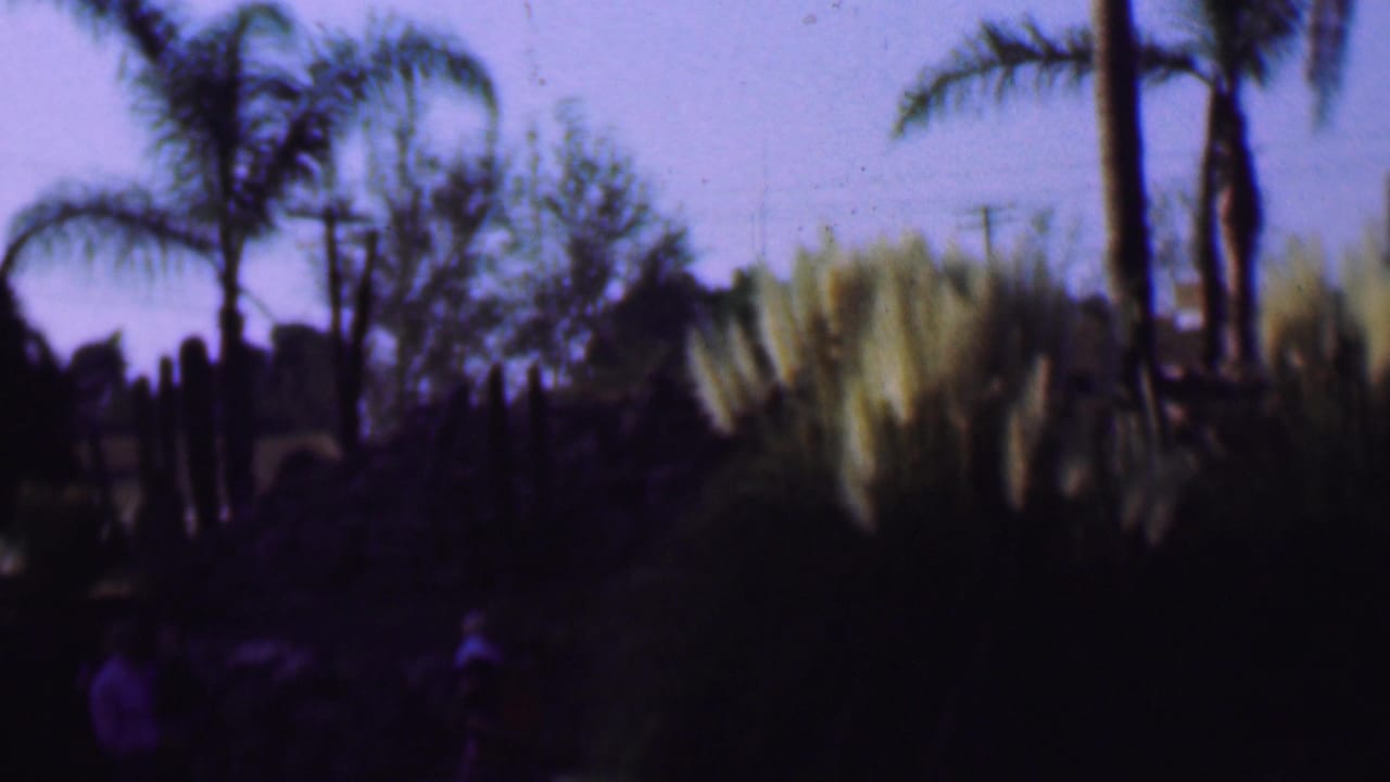 1961 San Diego home-movie frame showing palm trees, ornamental grasses, shrubs, and distant family figures in a landscaped garden.
