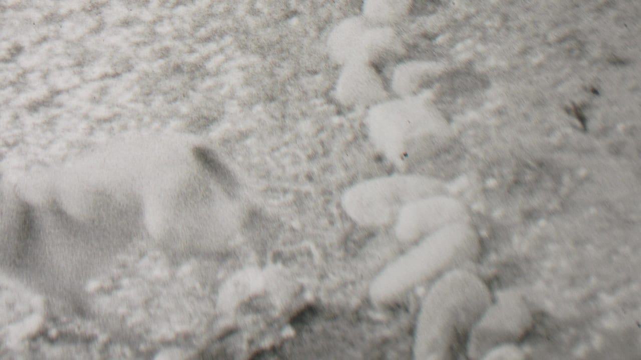 In the supplied 1937 Beachwood, New Jersey home-movie clip, a small puppy appears in snow beside a rough outdoor residential surface.