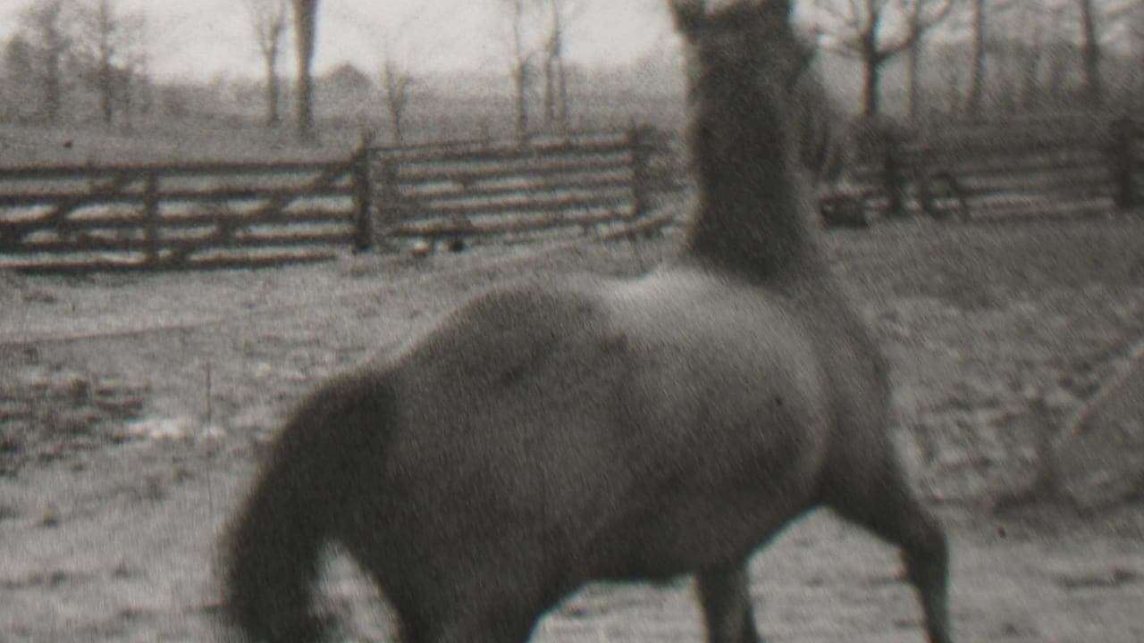 Horse passes through the corral with fencing and bare trees behind it.