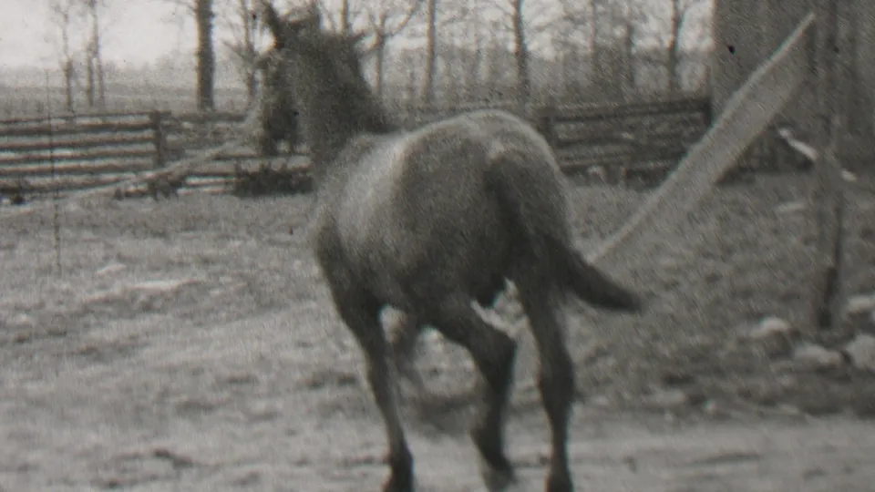 The horse is seen from behind near a tree trunk and angled rail, with the fenced winter yard continuing into the background.