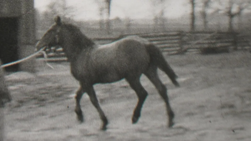 A horse trots in profile across the snowy or muddy corral, framed against wooden fencing and winter trees in the supplied 1937 Beachwood, New Jersey clip.