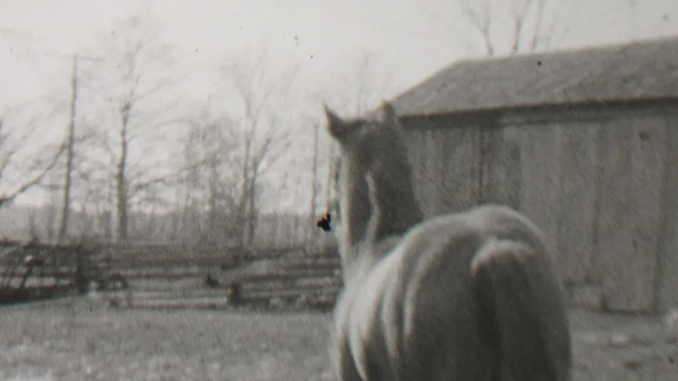 A horse stands near a barn-like building in the snowy Beachwood yard, with wooden fencing and bare trees in the background.