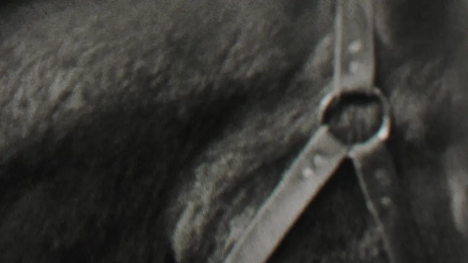 Close black-and-white 8mm view of the horse’s head and halter, with soft focus and motion blur emphasizing the home-movie handling of the animal.