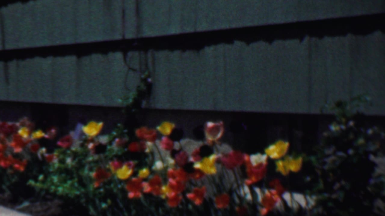 1958 Grand Rapids home-movie frame showing red, yellow, and orange tulips planted beside green exterior siding.