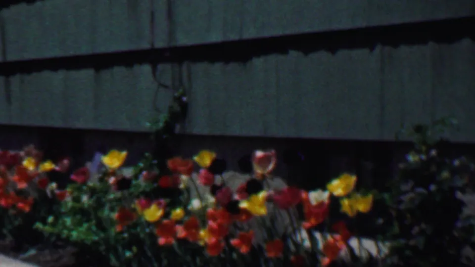1958 Grand Rapids home-movie frame showing red, yellow, and orange tulips planted beside green exterior siding.