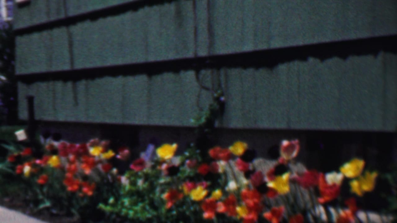 A soft 8mm frame of a bright tulip bed beside a green-sided residential exterior in Grand Rapids, Michigan, in 1958.