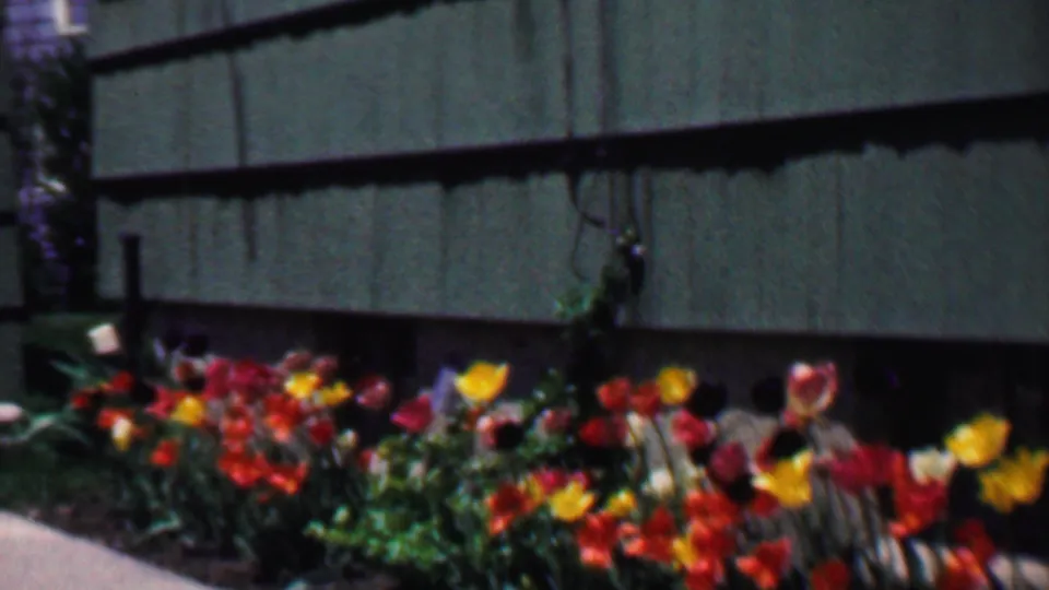 Home-movie frame showing a low garden border of multicolored tulips and leafy plants against green house siding.