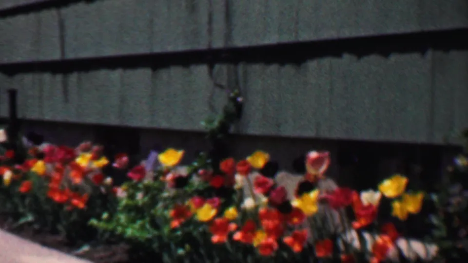 A 1958 8mm Grand Rapids frame with dense red, yellow, and orange tulips blooming in front of green residential siding.