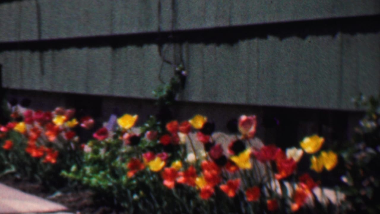 Red, yellow, orange, and pink tulips bloom in a garden bed beside green shingled siding in 1958 Grand Rapids home-movie footage.