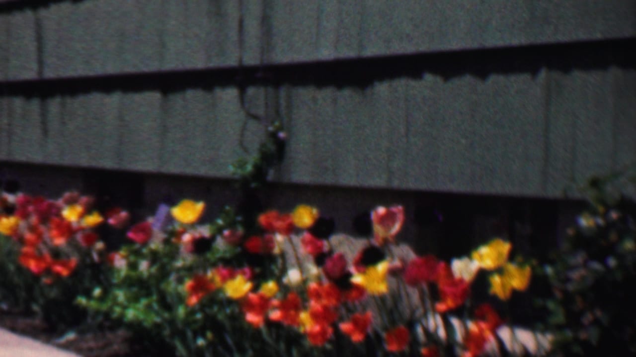 A low bed of vivid tulips and green leaves fills the foreground beneath a green shingled exterior wall in Grand Rapids, Michigan, 1958.