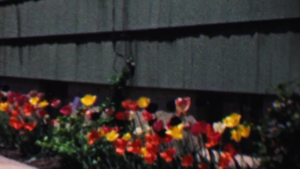 A low bed of vivid tulips and green leaves fills the foreground beneath a green shingled exterior wall in Grand Rapids, Michigan, 1958.