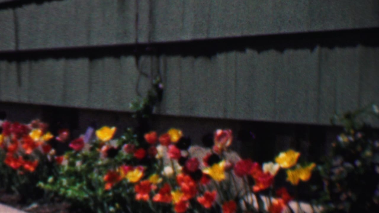 Close view of tulips and foliage beside green siding.