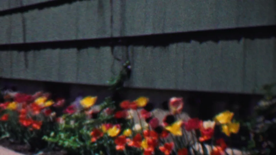 The final frame holds on red, yellow, and orange tulips in a residential garden bed beneath green shingled siding, consistent with the 1958 Grand Rapids clip metadata.