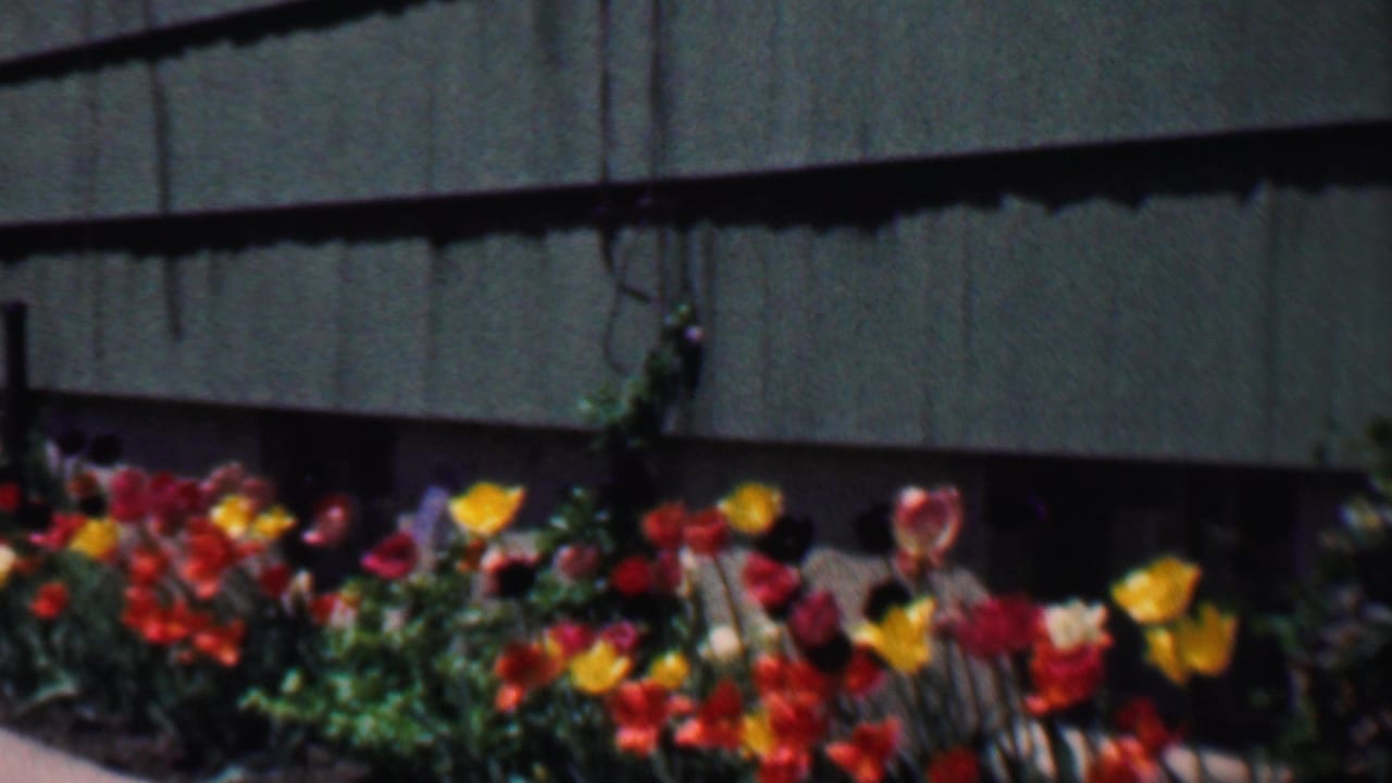 Red, yellow, and orange tulips sway in front of dark green residential siding in 1958 Grand Rapids home-movie footage.