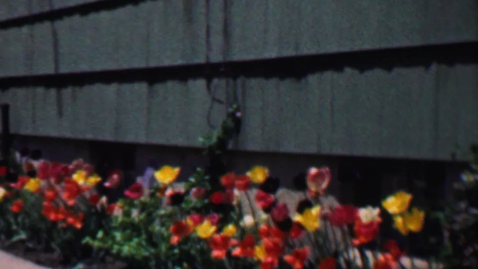 Red, yellow, and orange tulips sway in front of dark green residential siding in 1958 Grand Rapids home-movie footage.