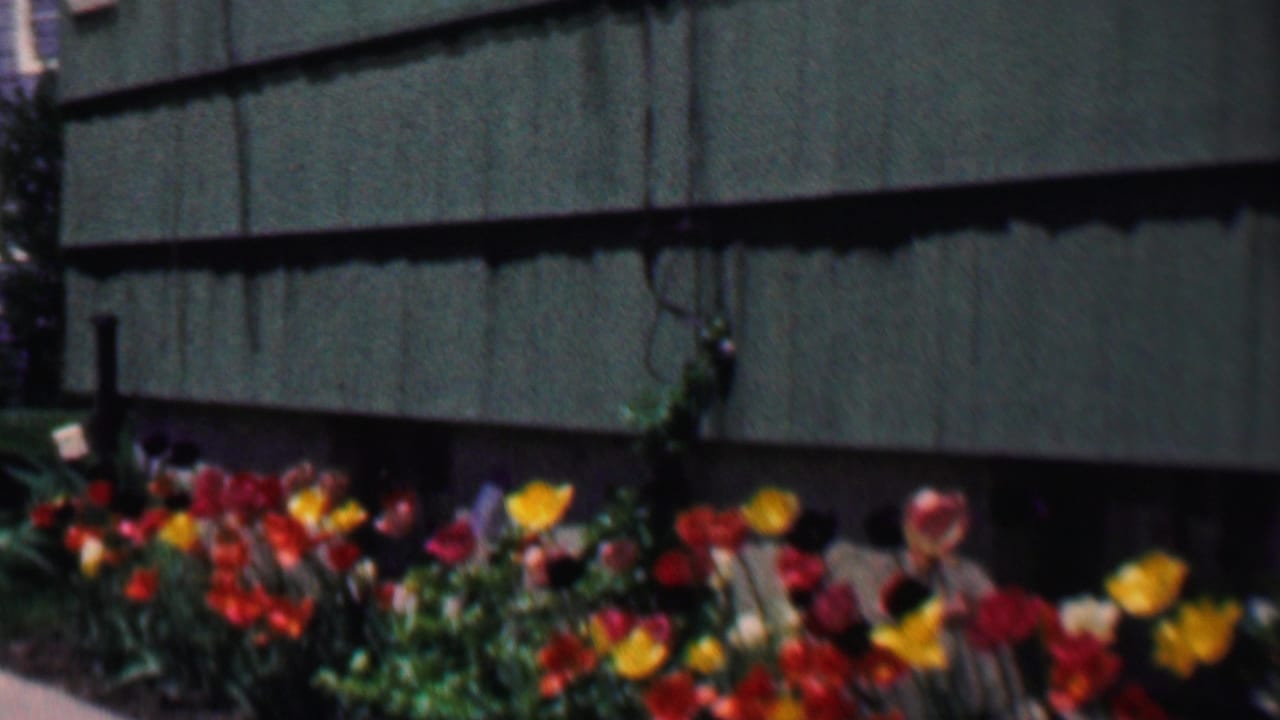 A close view of colorful tulips against green siding shows the garden bed from a steady 8mm home-movie perspective in Grand Rapids, Michigan.