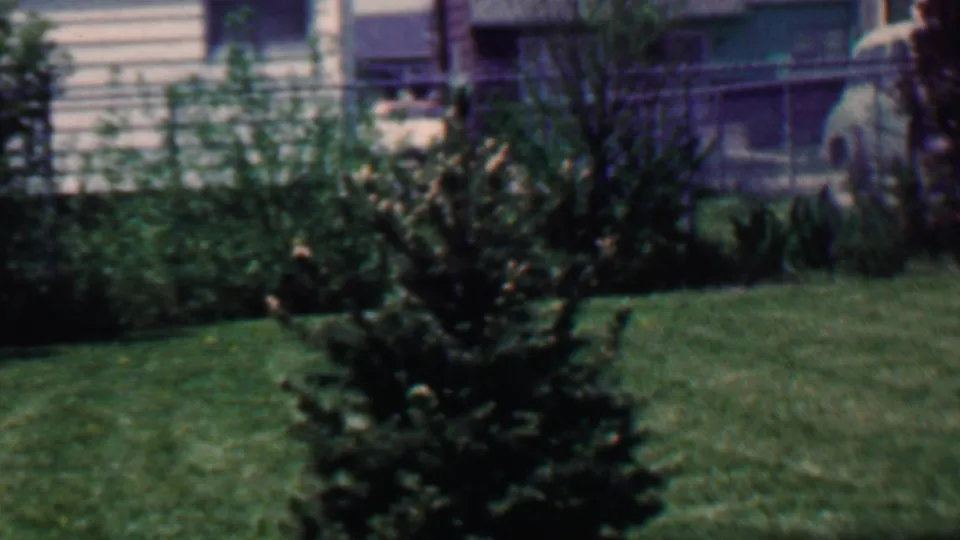 1958 Grand Rapids yard view centered on a small evergreen tree, with grass, shrubs, a chain-link fence, and the house exterior visible behind it.