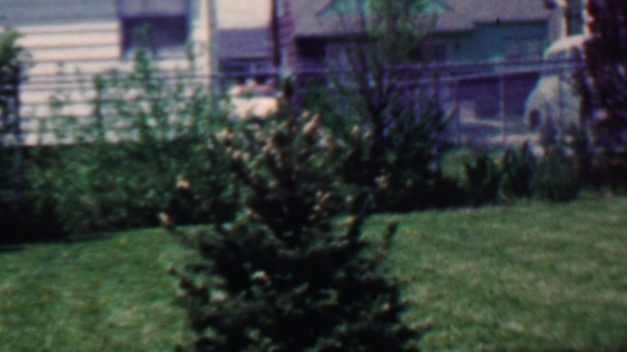 Small evergreen tree on a green lawn with shrubs, fence, and house exterior behind it.