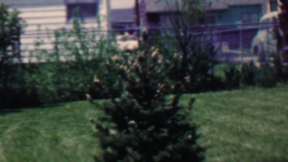Grand Rapids 1958 backyard view with a small evergreen centered on the lawn, bordered by shrubs, chain-link fencing, and neighboring residential exterior details.