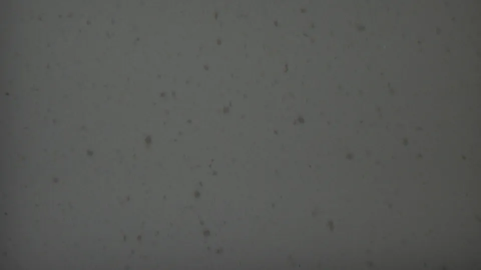 1959 8mm frame showing a muted grey grain field with scattered dark specks, faint scratches, and soft exposure variation across the surface.