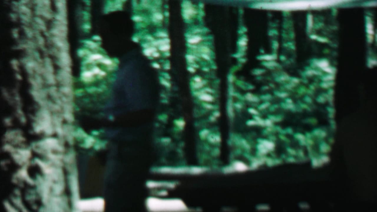 A person stands near a large tree trunk in a shaded forest clearing.