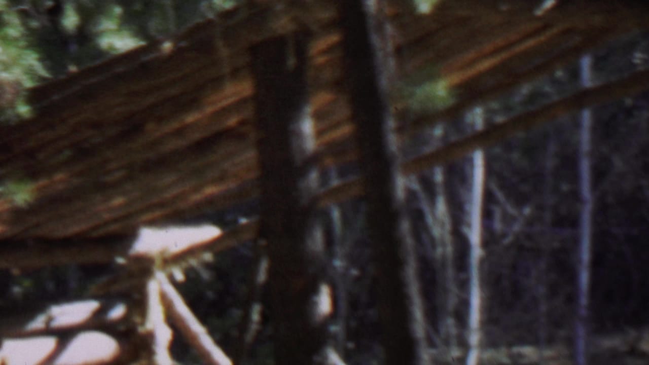 Close view of rustic wooden wall and roof among trees.