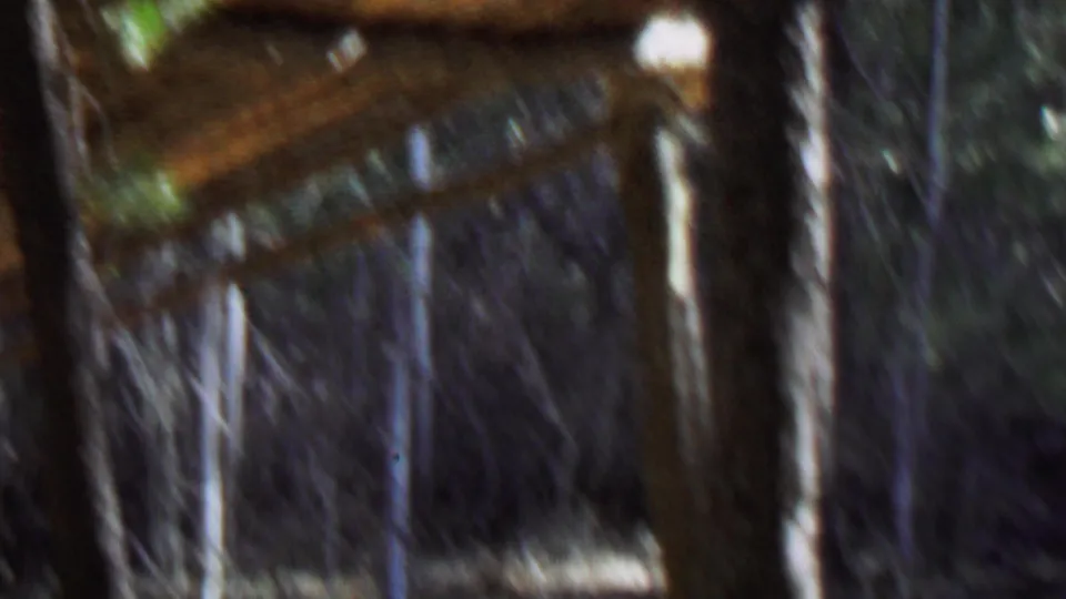 Soft, motion-blurred 8mm frame showing dark wooden siding, vertical tree trunks, and shaded forest detail during a close handheld pass.