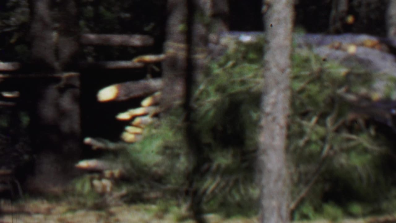 1967 8mm home-movie frame from Farragut State Park, Idaho, showing a dark wooded area with trunks, undergrowth, and an indistinct rough wooden structure or debris.