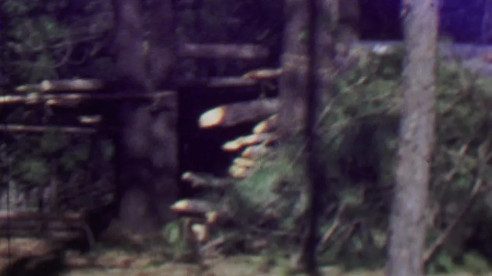 1967 Farragut State Park footage showing trees and dense brush partly obscuring a rough wooden rail or collapsed outdoor structure in the forest.