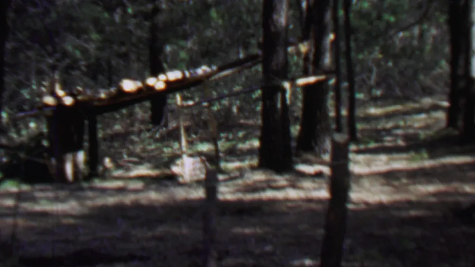 1967 Farragut State Park home-movie frame showing a shadowed forest clearing with cut logs, upright tree trunks, a rough path, and scattered debris on the ground.