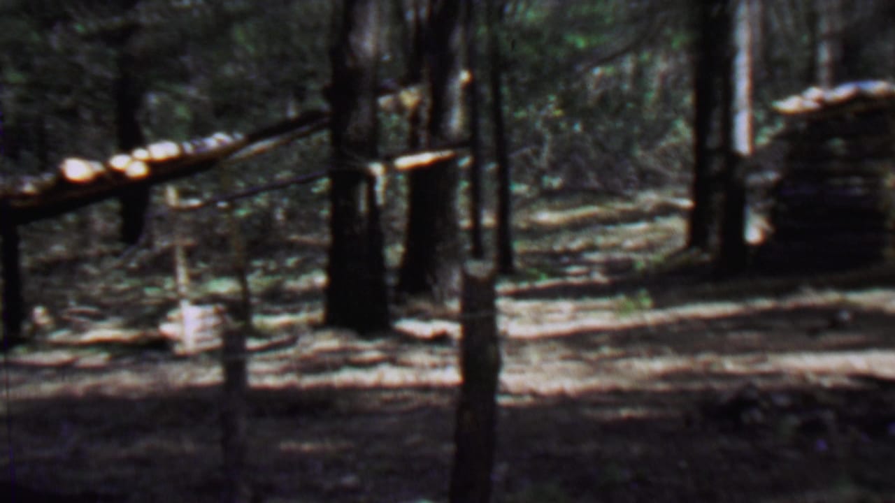 1967 8mm frame from Farragut State Park showing a wooded path, tall trees, a posted sign, and a rustic log shelter or cabin set back among the trunks.