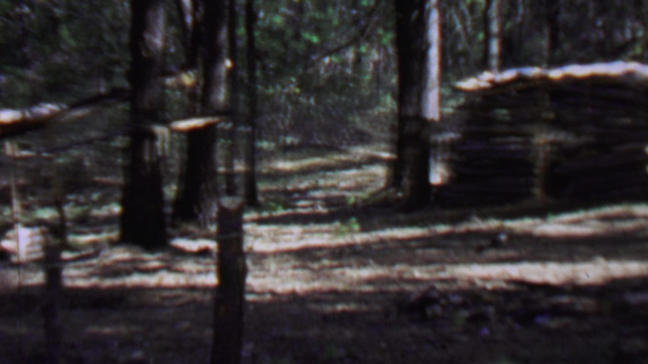 Rustic log cabin or shelter among tall trees in a shaded forest clearing.