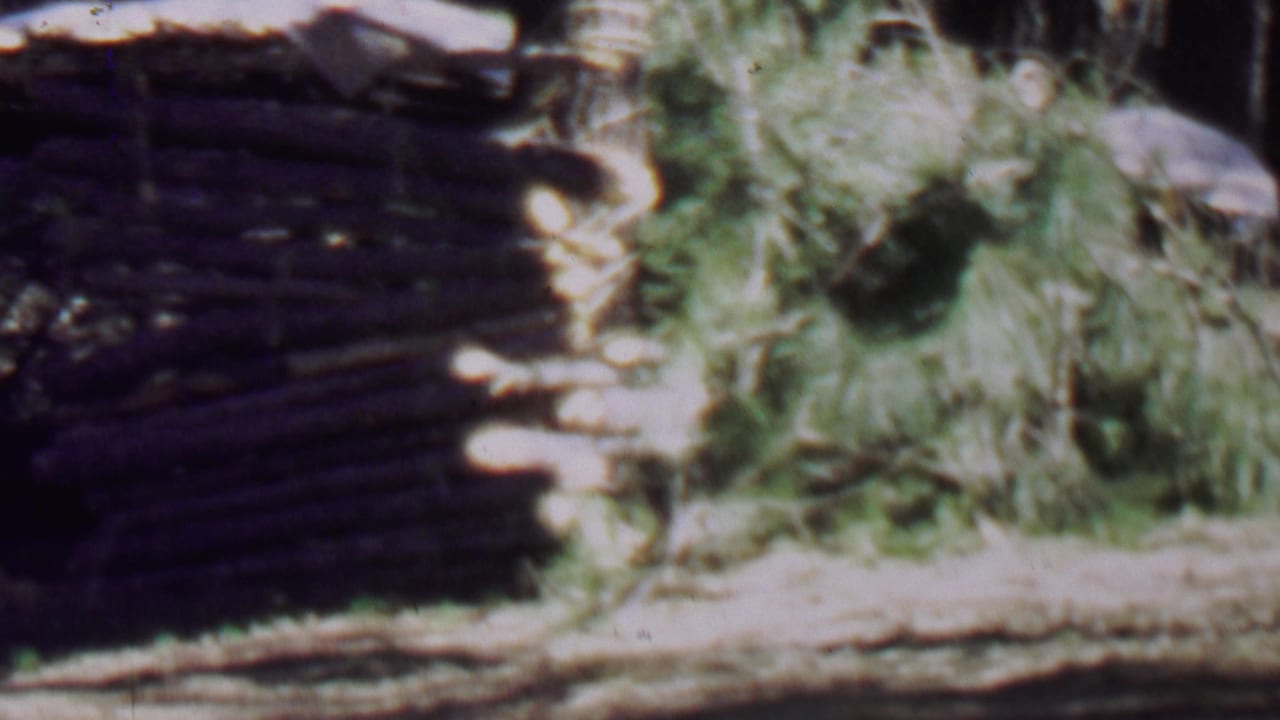Rustic log structure with brush-covered roof beside trees and a light dirt clearing.