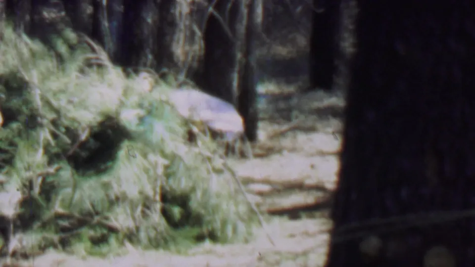 A closer 8mm view shows cut evergreen branches, upright pine trunks, and the edge of the rustic camp construction area in Idaho.