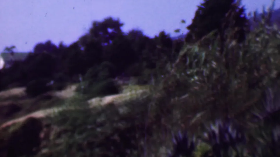 Soft 8mm frame of hillside terrain in San Diego, showing rocky earth, tall grasses or reeds, shrubs, and dark trees with no people visible.