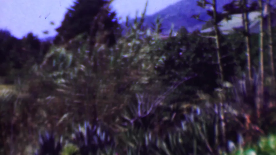 End of the short pan shows dense hillside planting in San Diego, with reeds, shrubs, spiky garden plants, trees, and a faint mountain or hill form in the background.