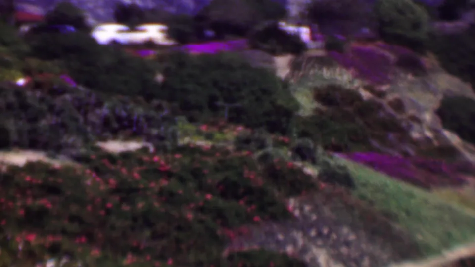 1961 San Diego home-movie frame showing a closer view of hillside landscaping with purple groundcover, green shrubs, red-pink flowers, and sloping garden paths.