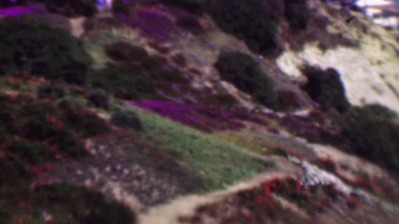 1961 San Diego 8mm frame showing a soft-focus hillside with a winding dirt path, green slope sections, dark shrubs, and purple flowering groundcover.