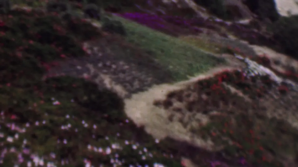 1961 San Diego home-movie frame showing a dirt path along a green hillside with dark shrubs, reddish-purple flower patches, and sunlit sandy ground.