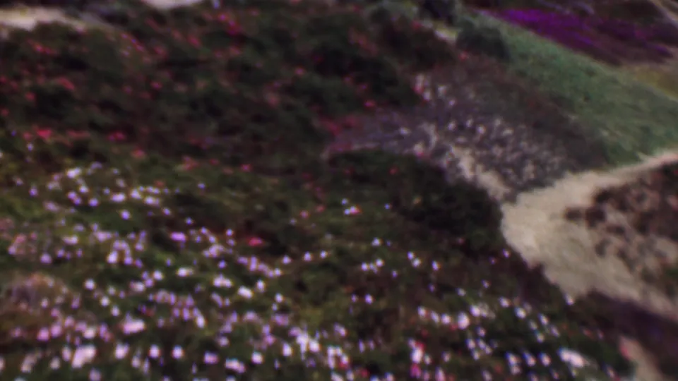 1961 San Diego 8mm frame showing a hillside path bordered by shrubs, green vegetation, exposed sandy soil, and clusters of bright white flowers.